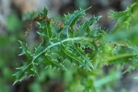 Sonchus asper