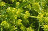 Cruciata laevipes