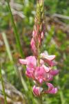 Onobrychis viciifolia