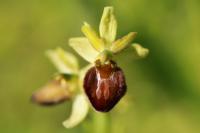 Ophrys aranifera