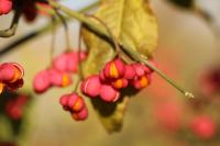 Euonymus europaeus