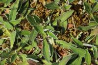 Pilosella officinarum