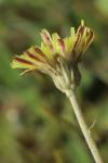 Pilosella officinarum