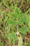 Heracleum sphondylium