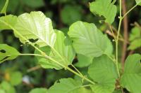 Alnus glutinosa