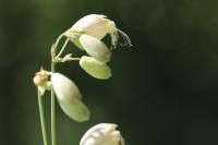 Silene vulgaris