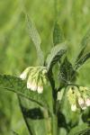 Symphytum officinale