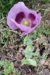 Papaver somniferum