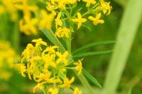 Cruciata laevipes
