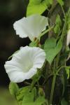 Convolvulus sepium