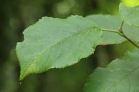 Malus domestica