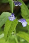 Scutellaria galericulata