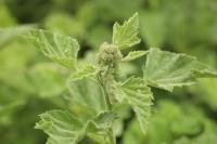 Althaea officinalis