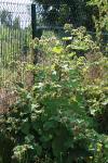 Arctium lappa
