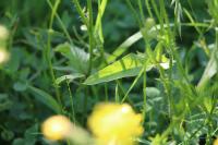 Crepis biennis