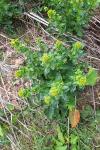 Barbarea vulgaris