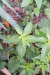 Mercurialis annua