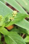 Mercurialis annua