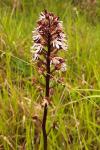 Orchis purpurea
