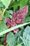 Orobanche minor