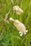 Silene vulgaris