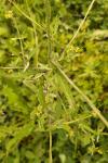 Sisymbrium officinale