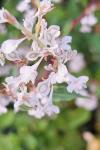 Fallopia baldschuanica