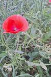 Papaver rhoeas