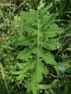 Cirsium oleraceum
