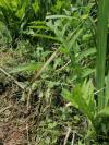 Cirsium oleraceum