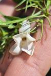 Jasminum officinale