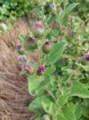 Arctium minus