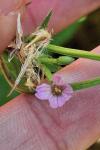 Epilobium montanum