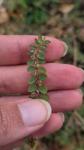 Euphorbia prostrata