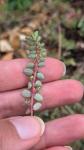 Euphorbia prostrata