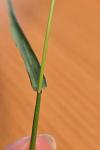 Setaria verticillata