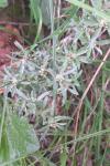 Gnaphalium uliginosum