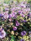 Mentha pulegium