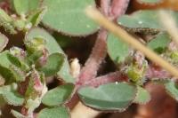 Euphorbia prostrata