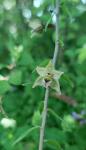 Epipactis helleborine