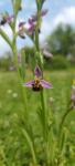 Ophrys apifera