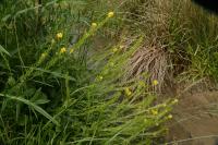 Barbarea vulgaris