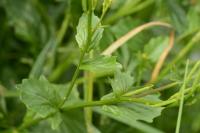 Barbarea vulgaris