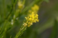 Barbarea vulgaris