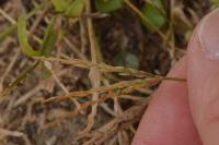 Digitaria sanguinalis