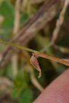 Digitaria sanguinalis