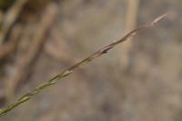 Digitaria sanguinalis