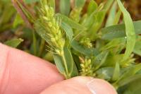 Setaria italica subsp. viridis
