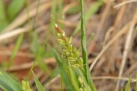 Setaria italica subsp. viridis