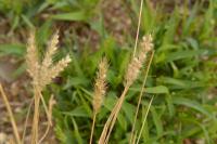 Setaria italica subsp. viridis